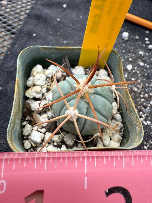 Echinocactus horizonthalonius rare plant 386