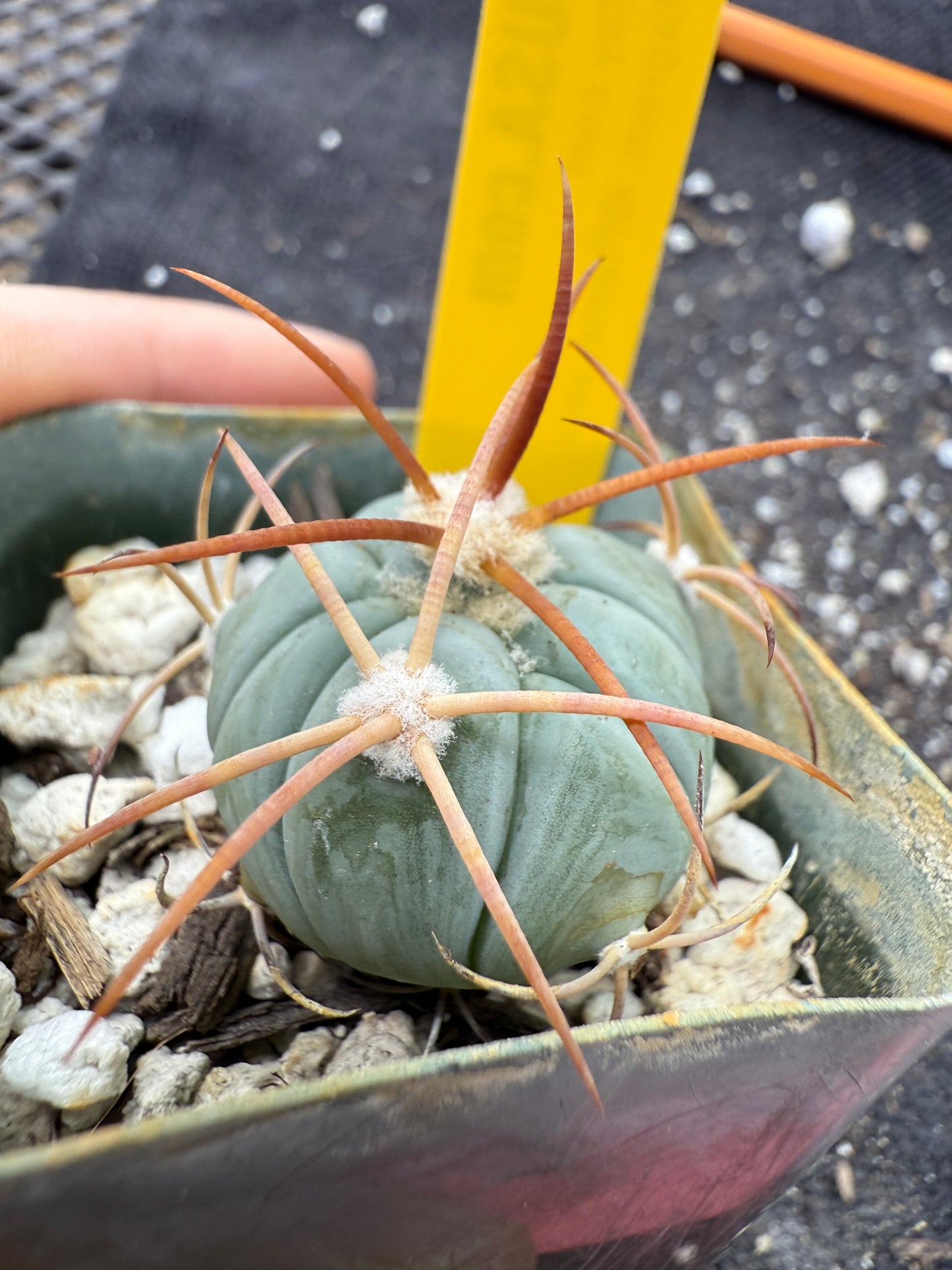 Echinocactus horizonthalonius rare plant 386