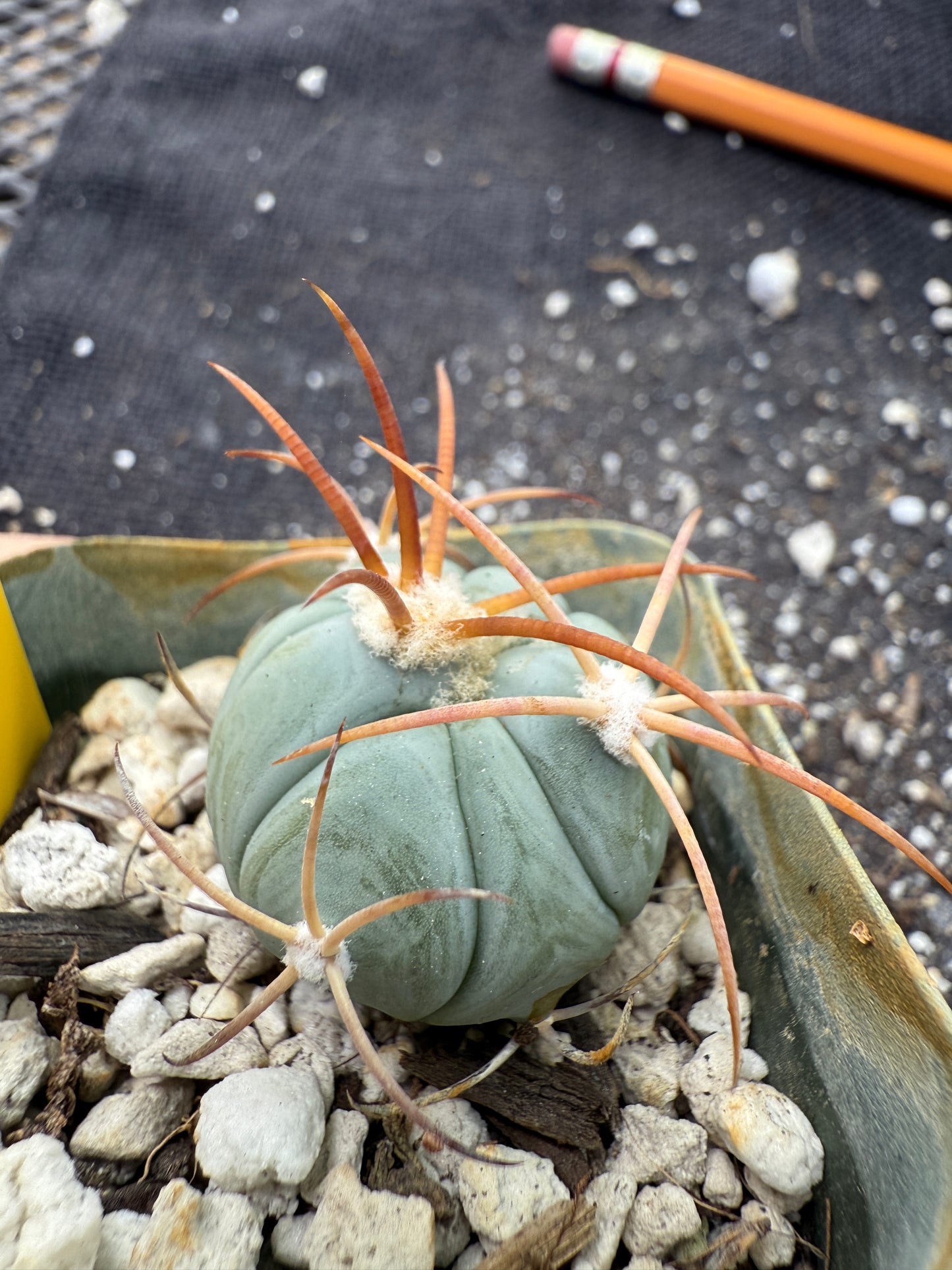 Echinocactus horizonthalonius rare plant 386