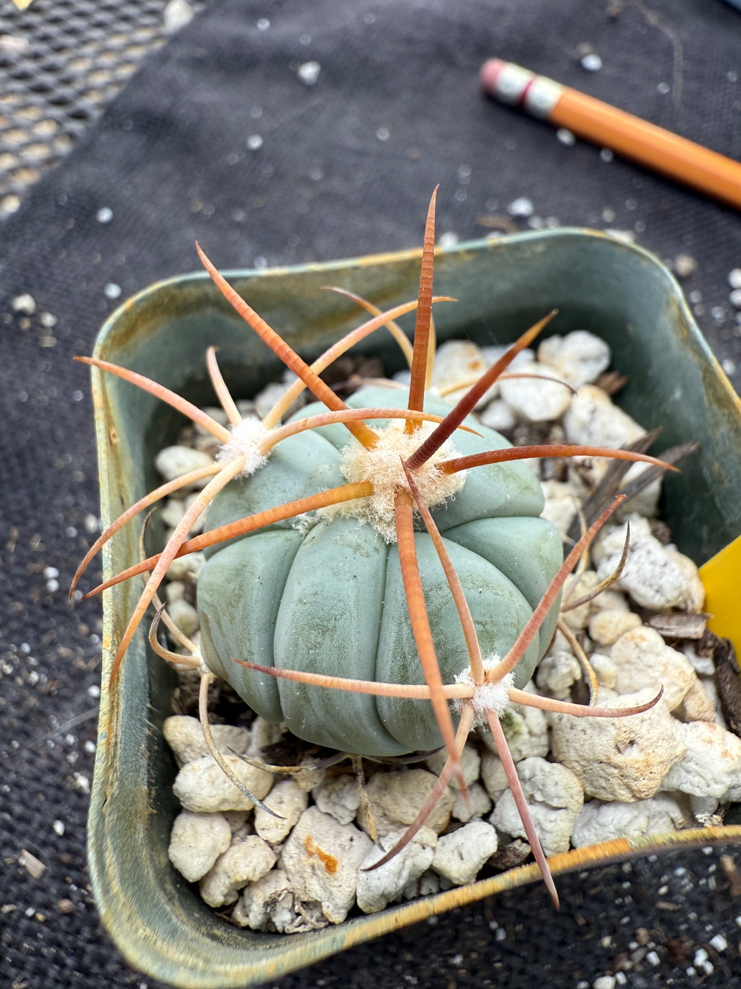 Echinocactus horizonthalonius rare plant 386