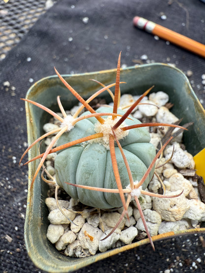 Echinocactus horizonthalonius rare plant 386