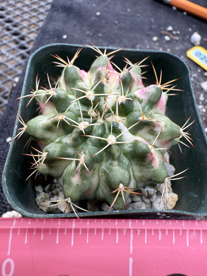 Gymnocalycium morning glory pink plant 245