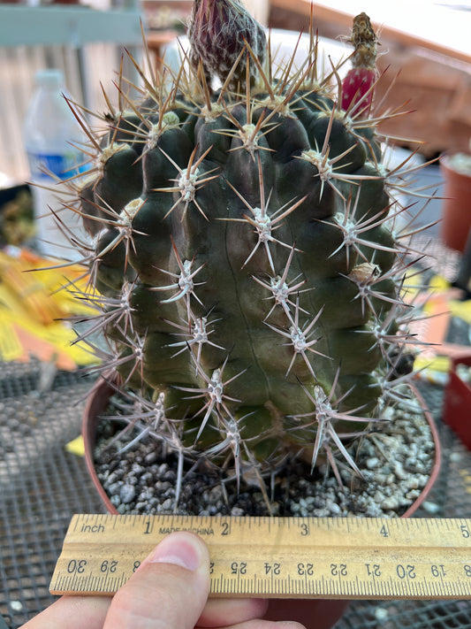 Neoporteria aspillagai cactus in 6 inch pot from collection