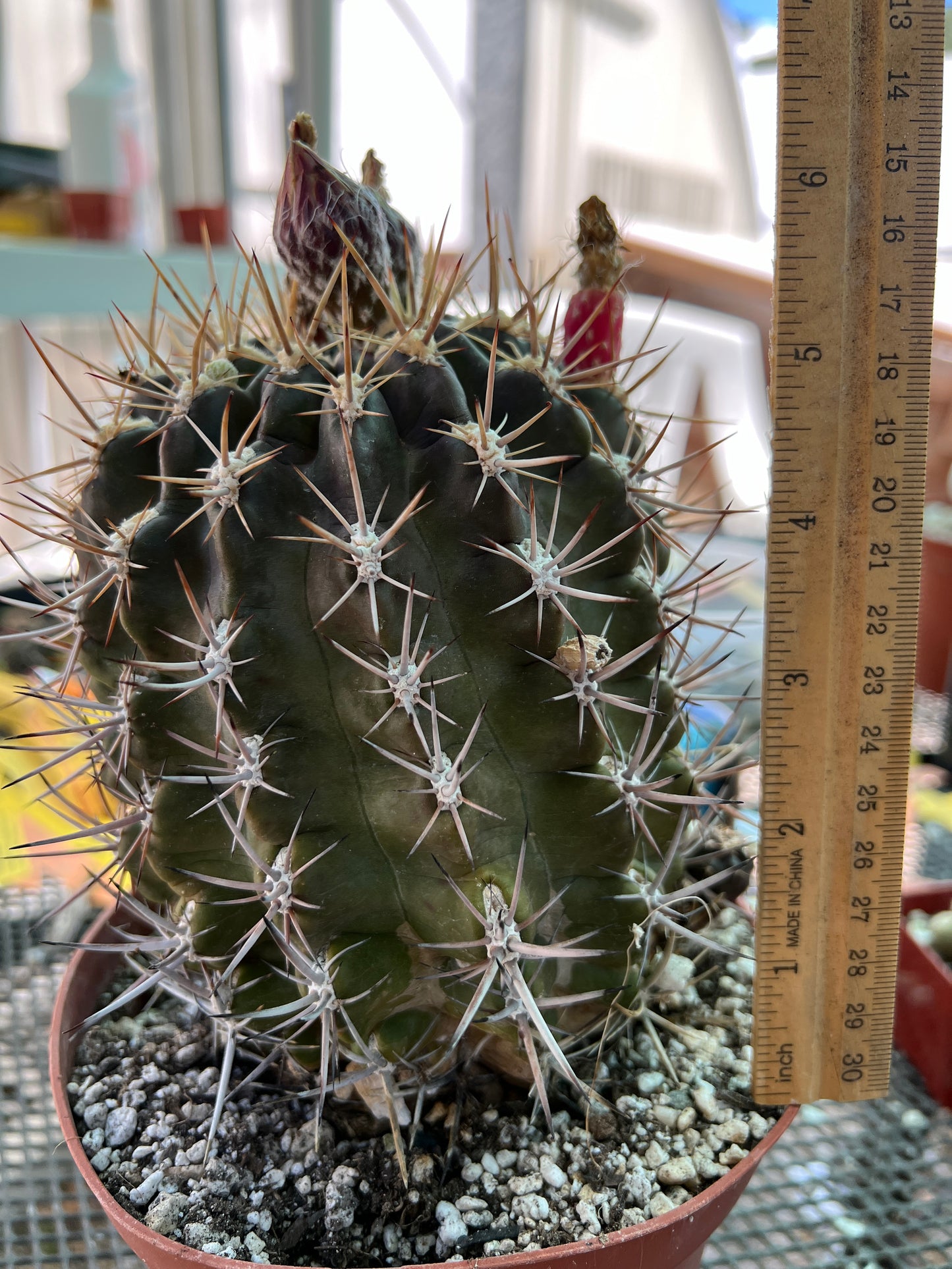 Neoporteria aspillagai cactus in 6 inch pot from collection