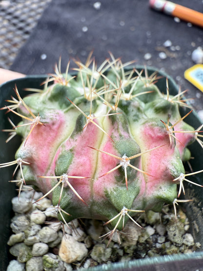 Gymnocalycium morning glory pink plant 245