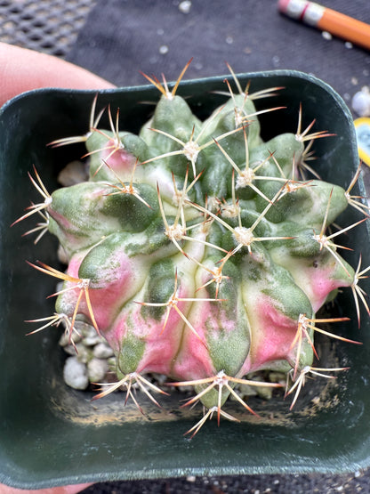 Gymnocalycium morning glory pink plant 245