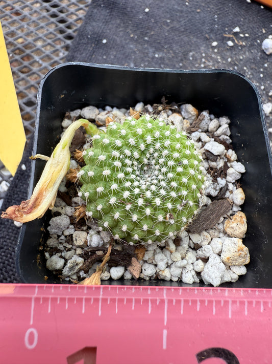Rebutia krainziana white flower very rare 297