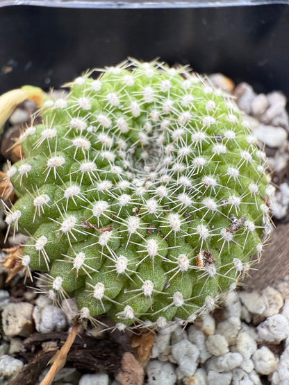 Rebutia krainziana white flower very rare 297