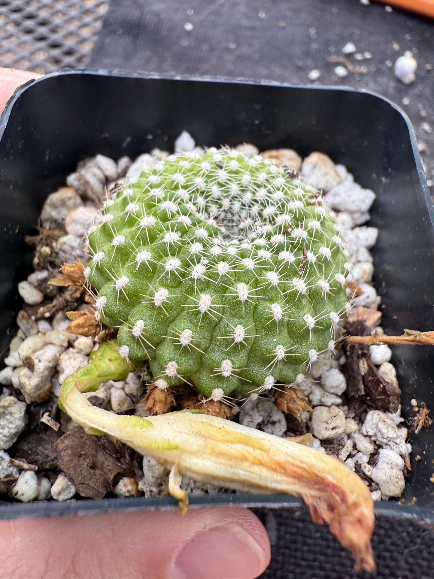 Rebutia krainziana white flower very rare 297