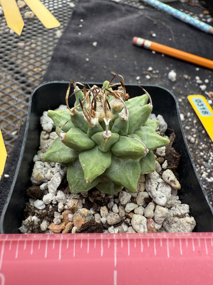 Turbinicarpus alonsoi large fat tubercle rare 318