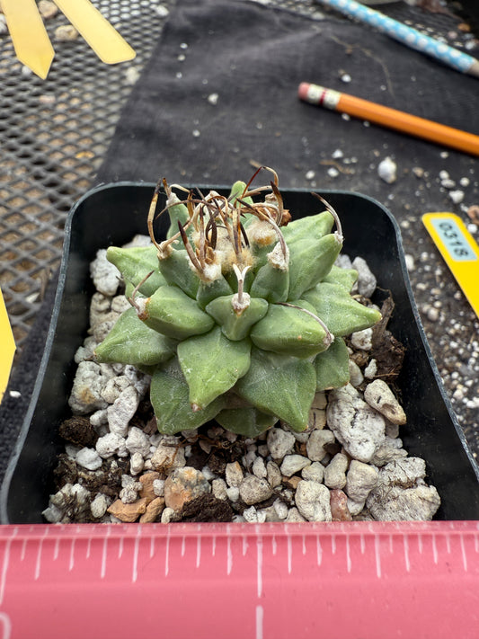 Turbinicarpus alonsoi large fat tubercle rare 318