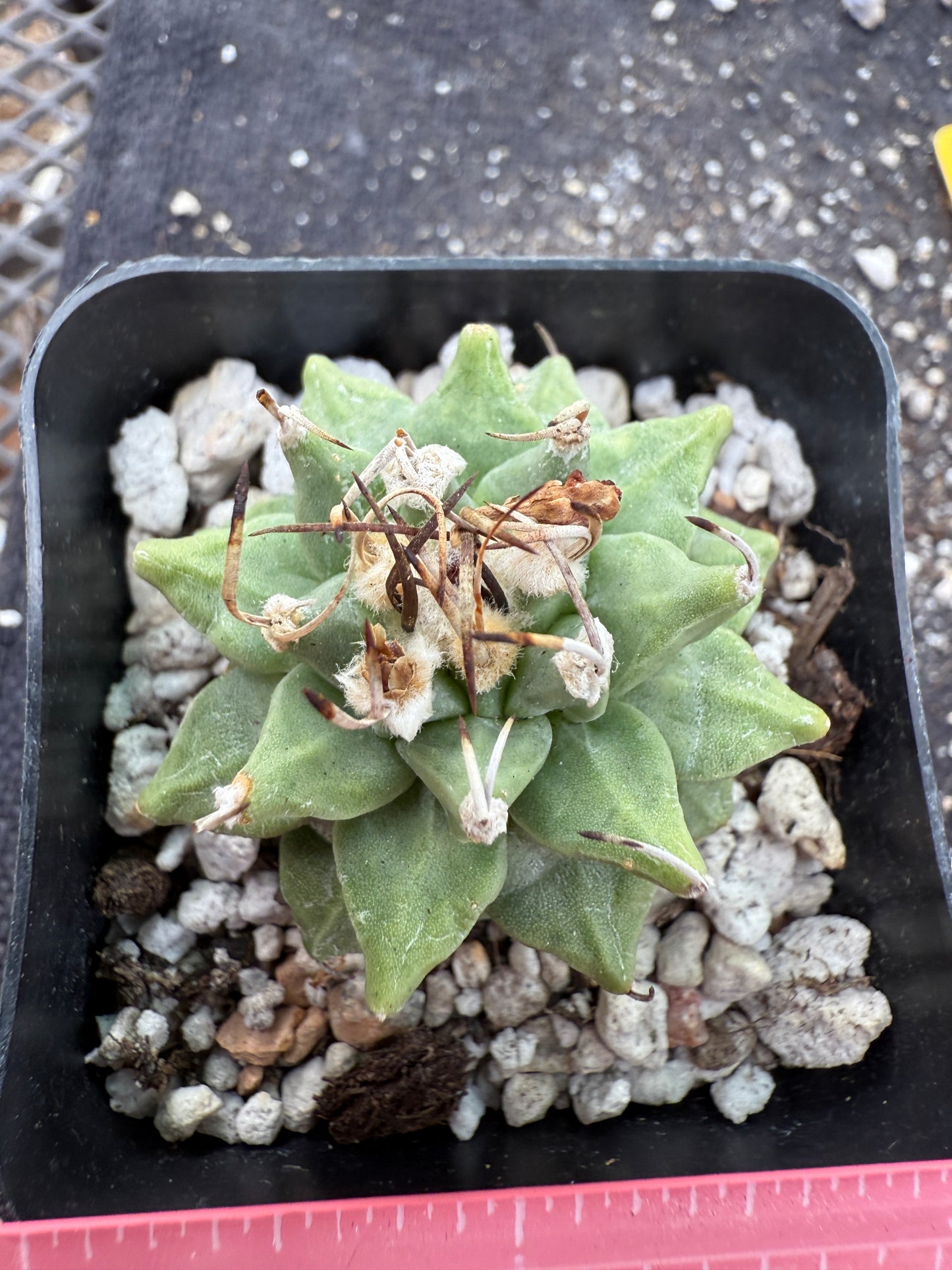 Turbinicarpus alonsoi large fat tubercle rare 318