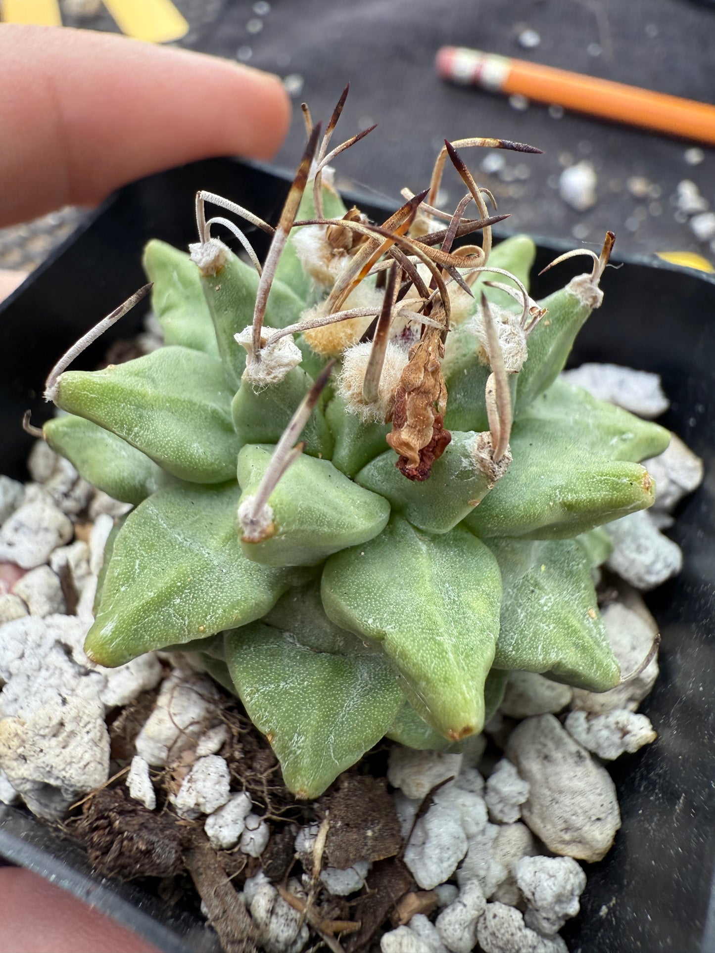Turbinicarpus alonsoi large fat tubercle rare 318