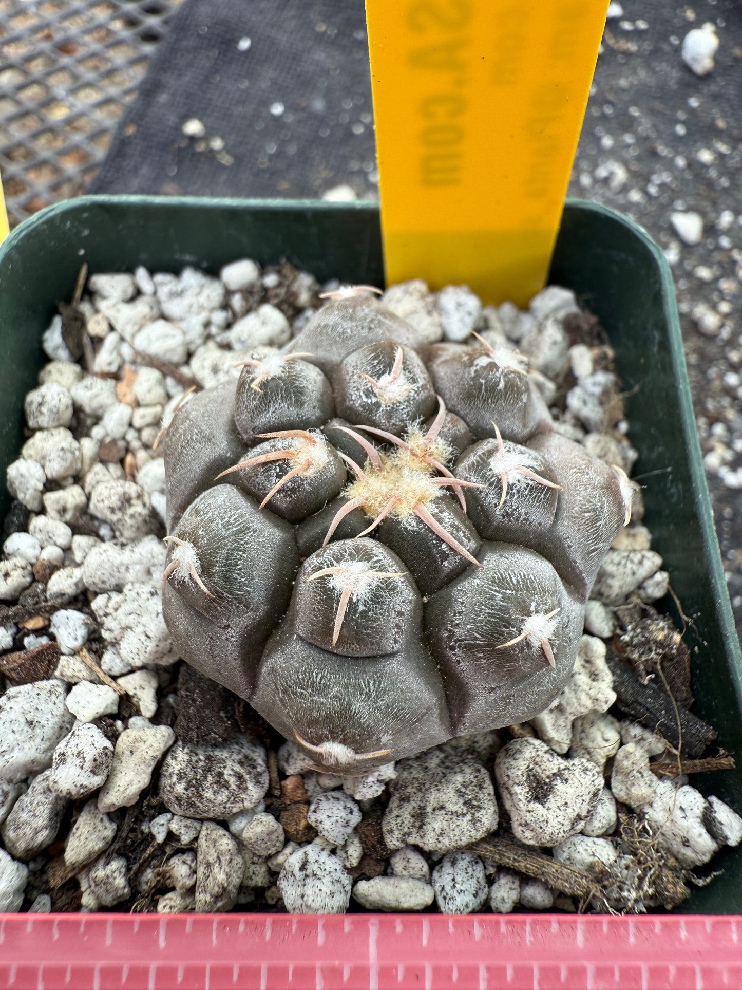 Gymnocalycium prochazkeanum rare and beautiful 339