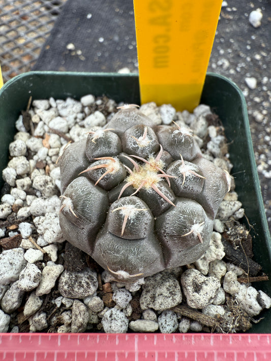 Gymnocalycium prochazkeanum rare and beautiful 339