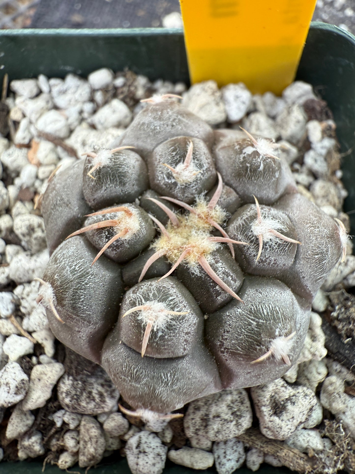 Gymnocalycium prochazkeanum rare and beautiful 339