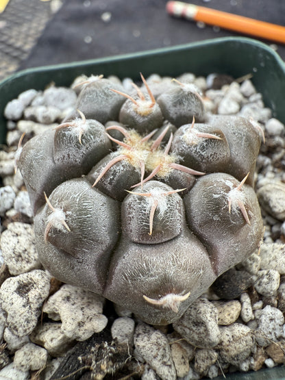Gymnocalycium prochazkeanum rare and beautiful 339