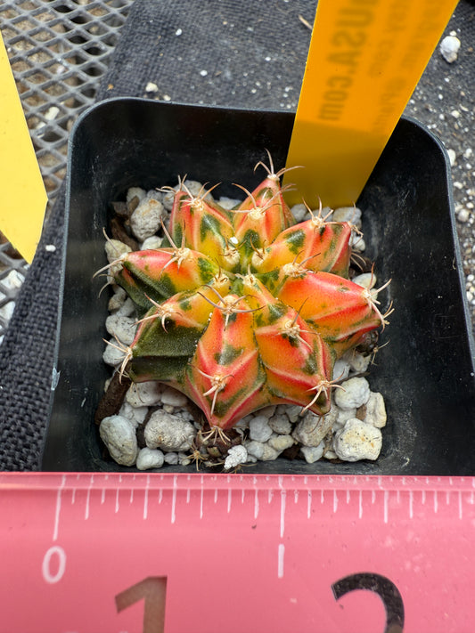 Gymnocalycium multicolor very nice 352