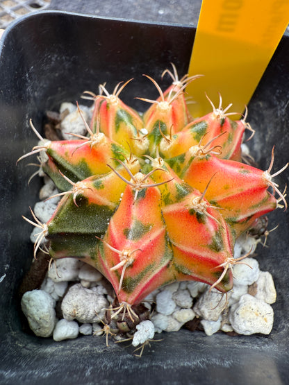 Gymnocalycium multicolor very nice 352