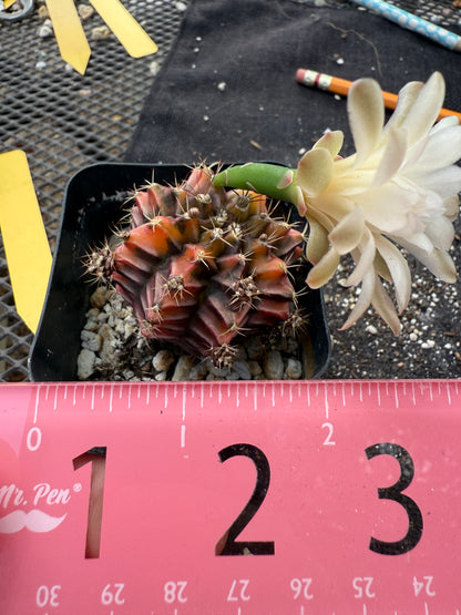 Gymnocalycium sepia beautiful 343