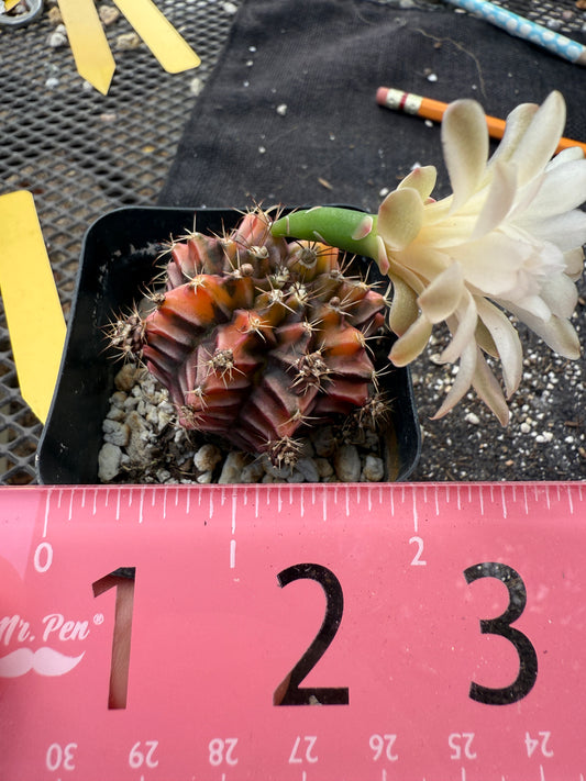 Gymnocalycium sepia beautiful 343