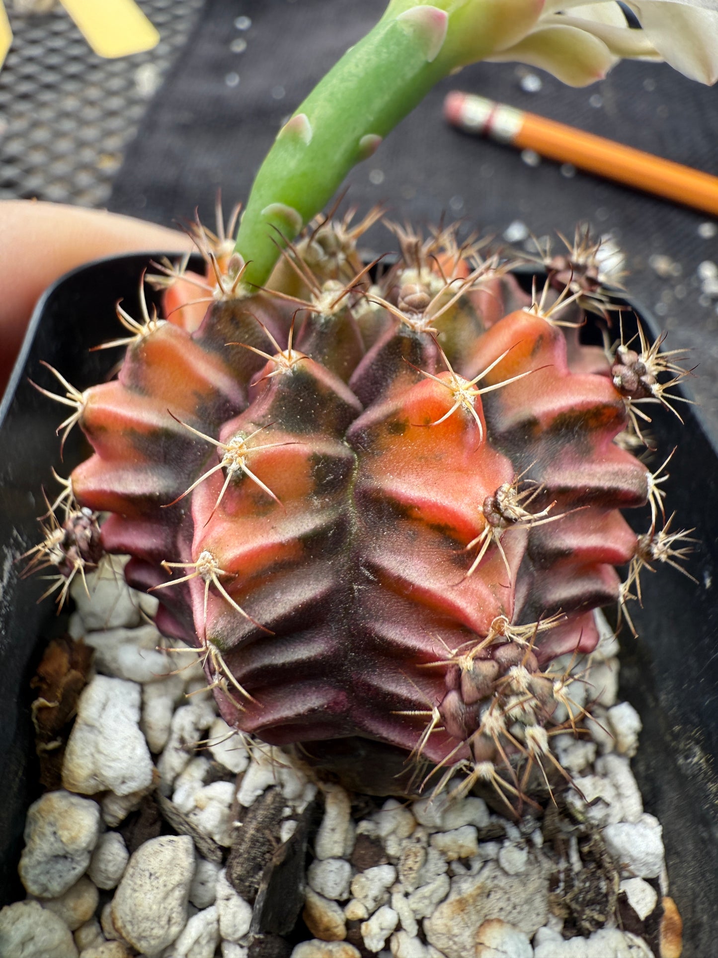 Gymnocalycium sepia beautiful 343