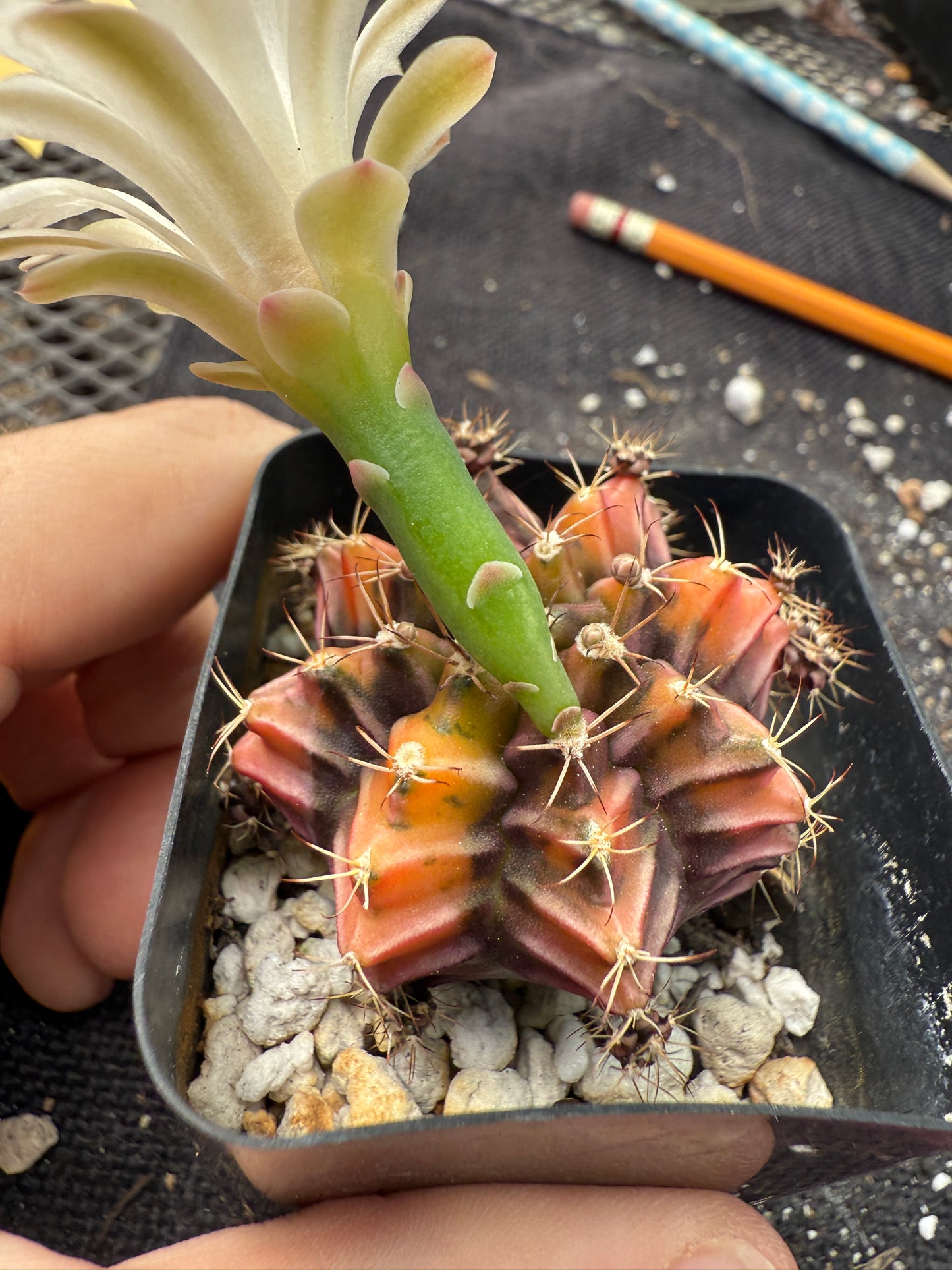Gymnocalycium sepia beautiful 343