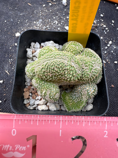 Strombocactus disciformis crest rare plant 360