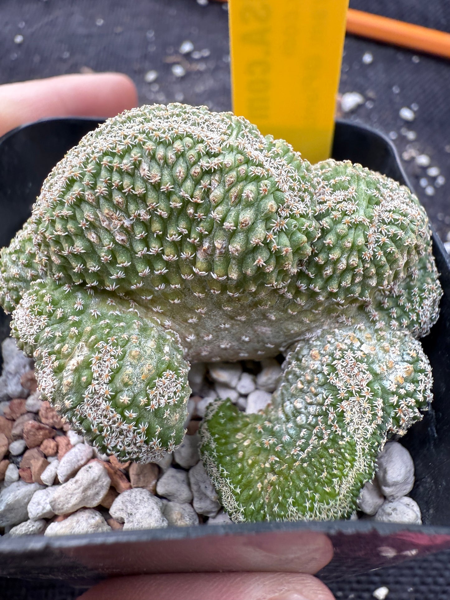 Strombocactus disciformis crest rare plant 360
