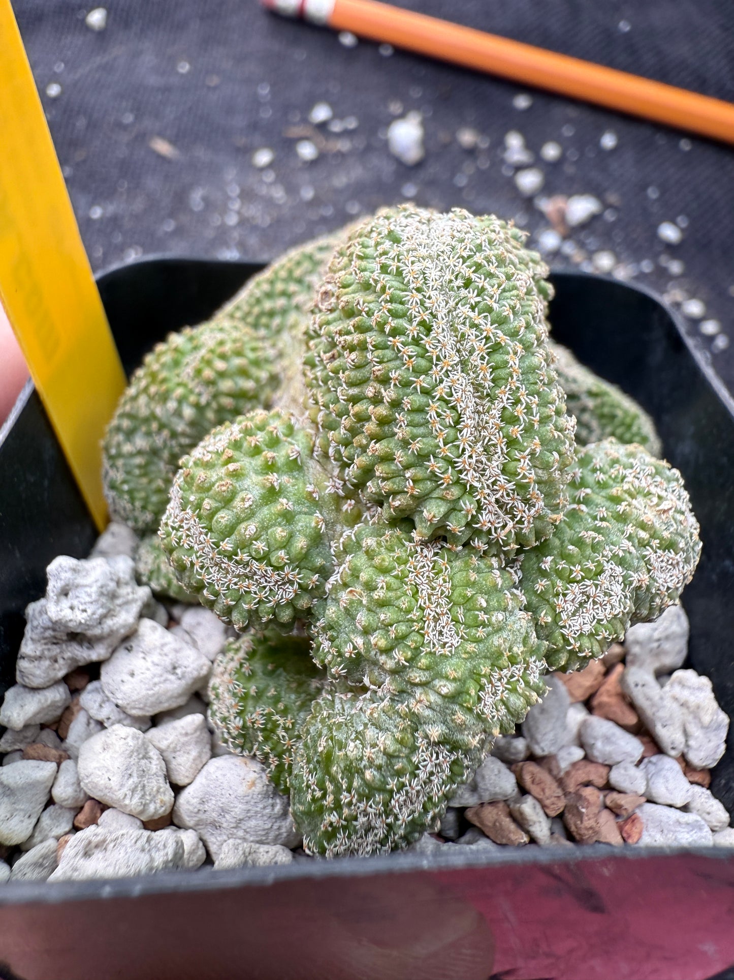 Strombocactus disciformis crest rare plant 360