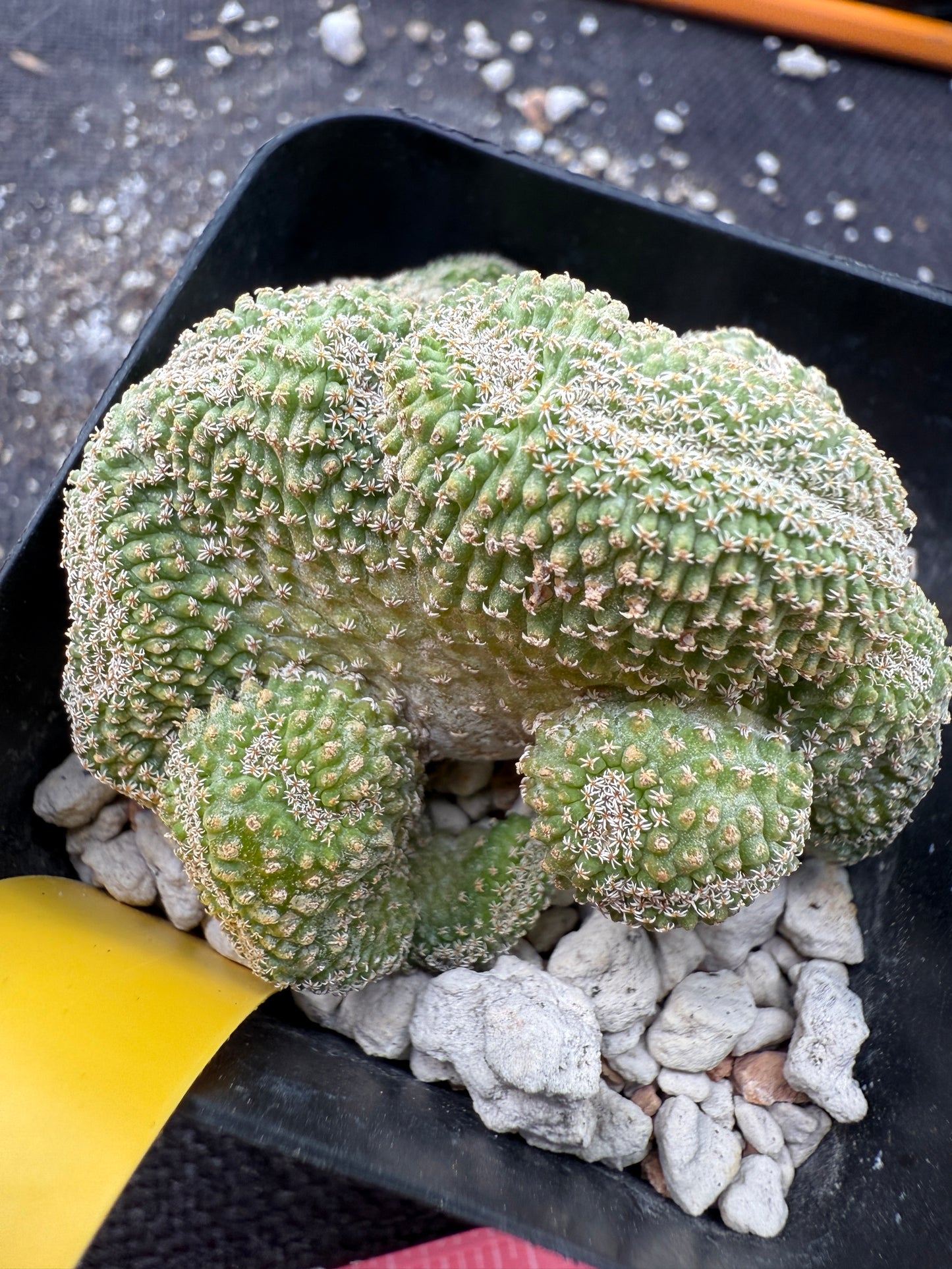 Strombocactus disciformis crest rare plant 360