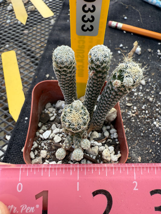 Turbinicarpus Krainzianus minima 4 plant in pot cheap 333