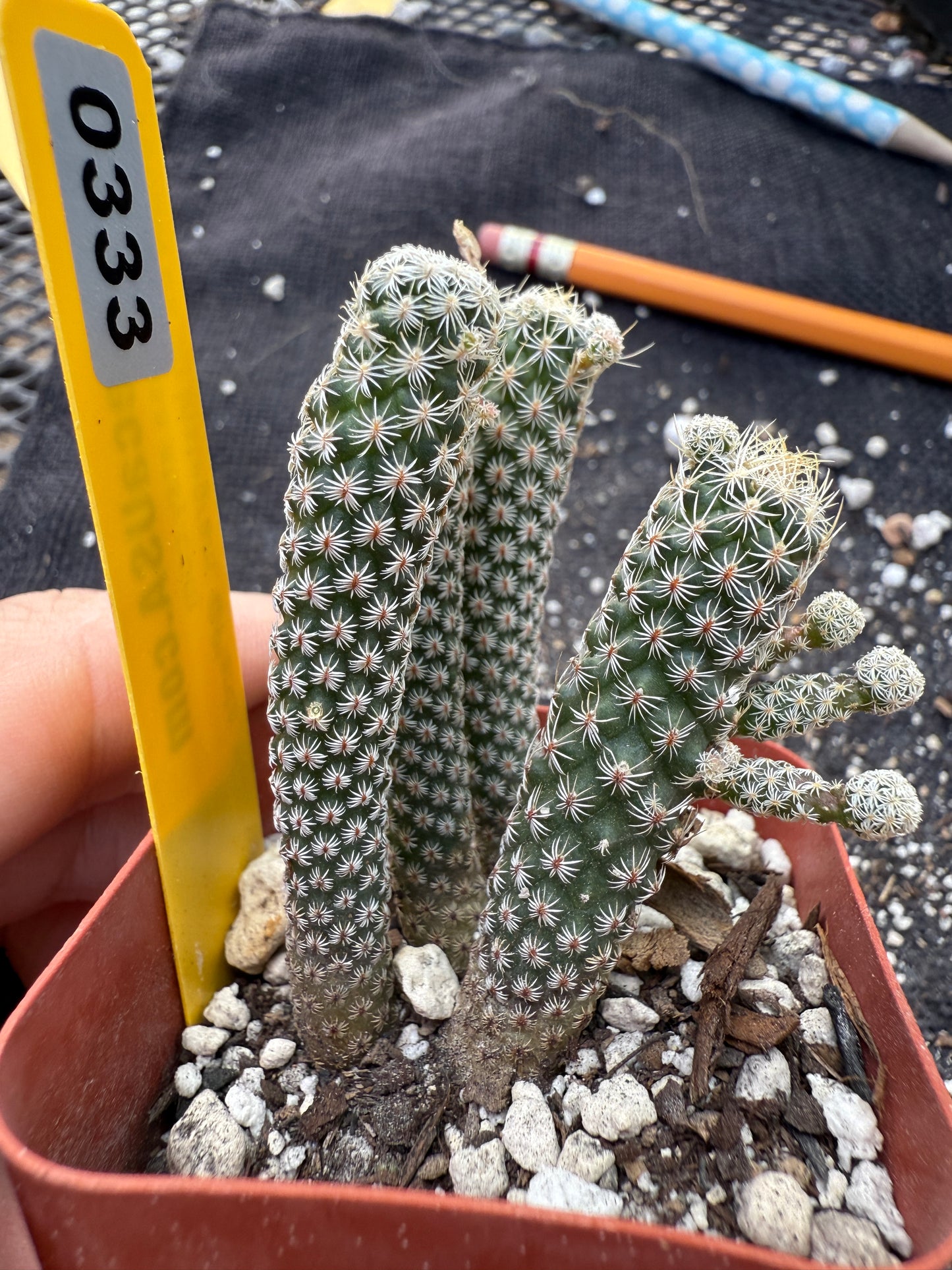 Turbinicarpus Krainzianus minima 4 plant in pot cheap 333