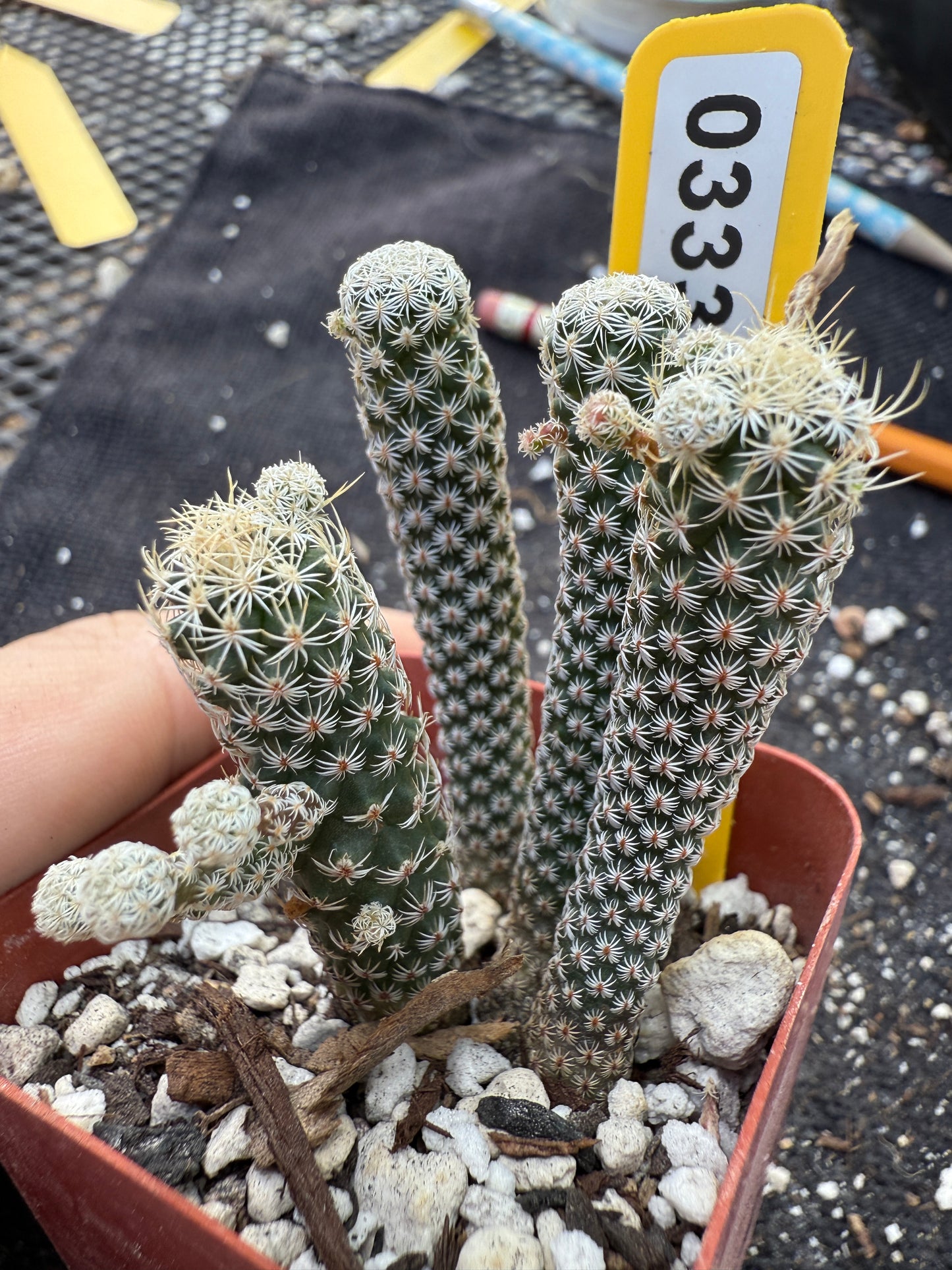 Turbinicarpus Krainzianus minima 4 plant in pot cheap 333