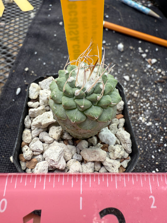 Strombocactus disciformis cheap and nice 364