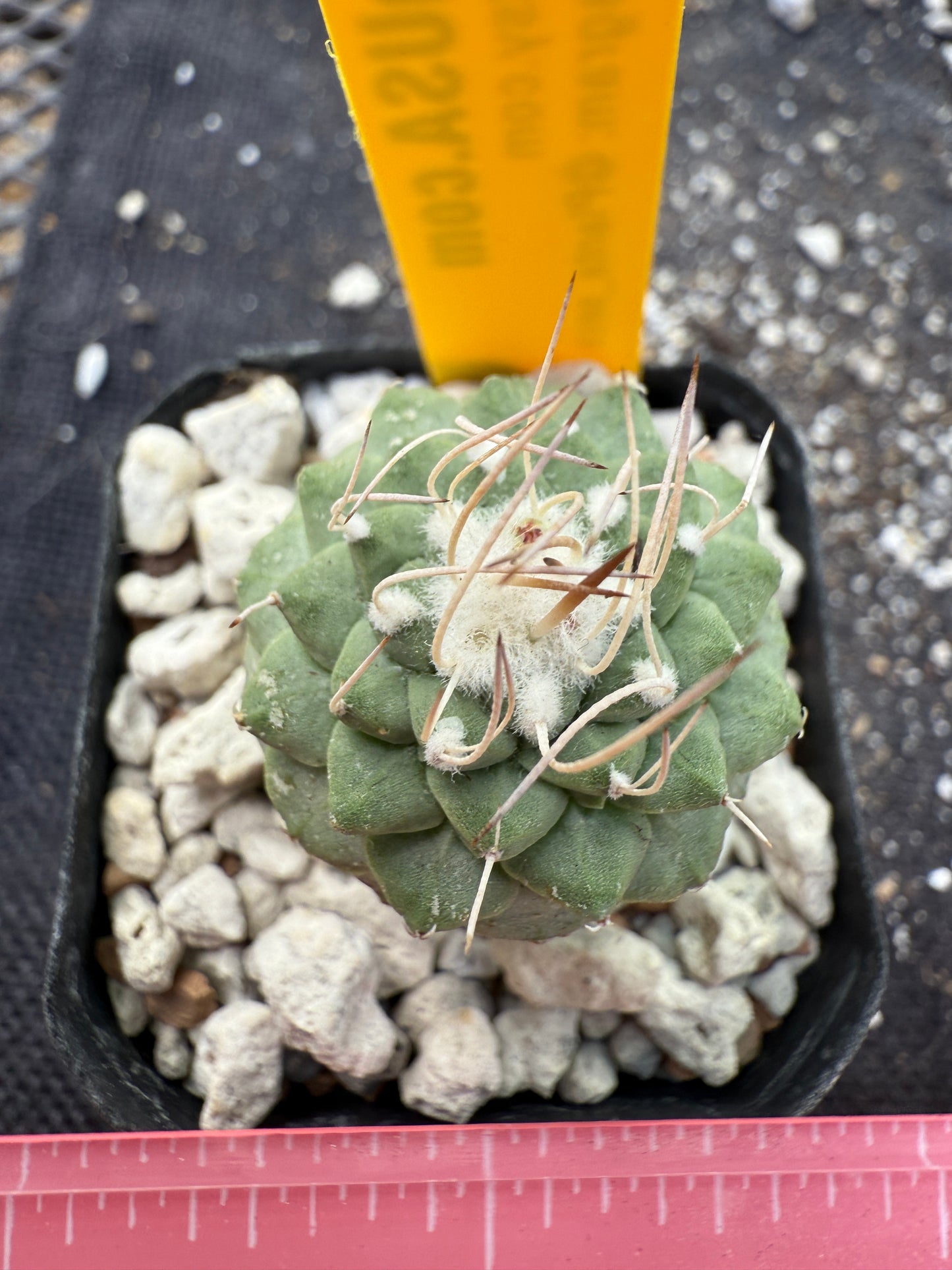 Strombocactus disciformis cheap and nice 364