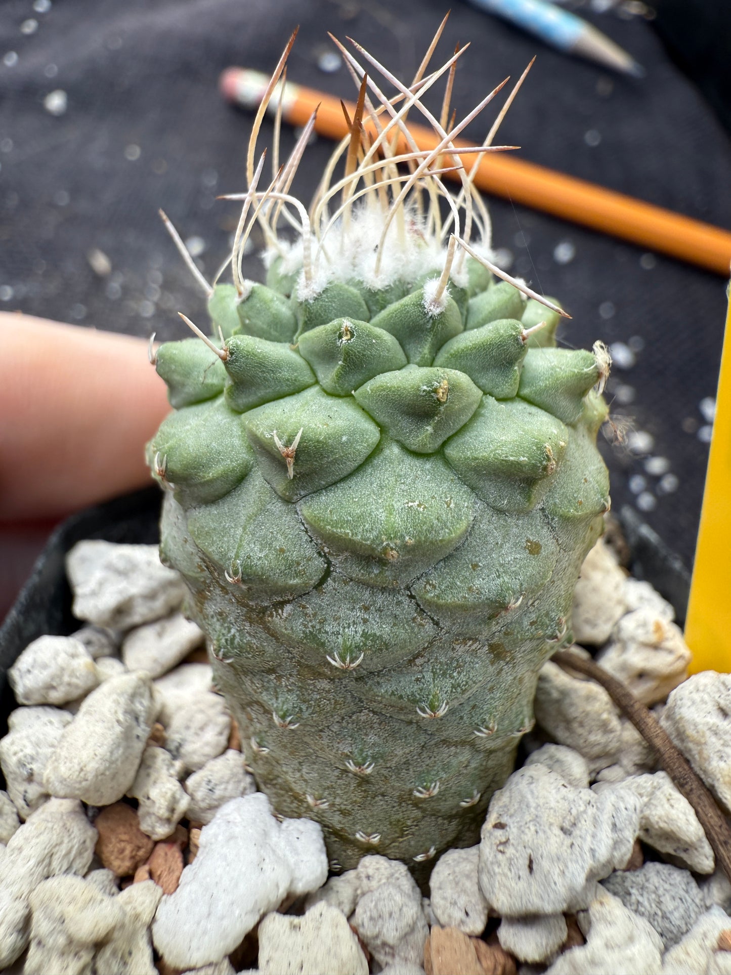 Strombocactus disciformis cheap and nice 364