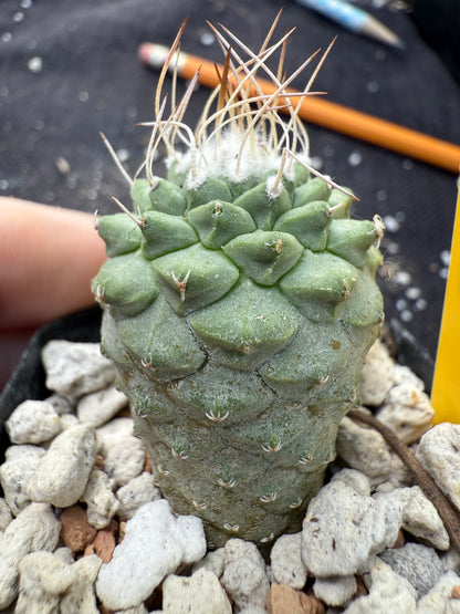 Strombocactus disciformis cheap and nice 364