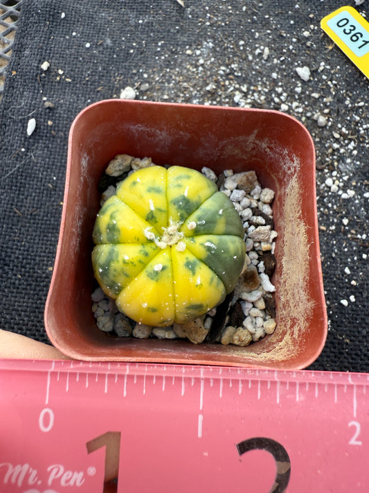 Astrophytum asterias variegated 361