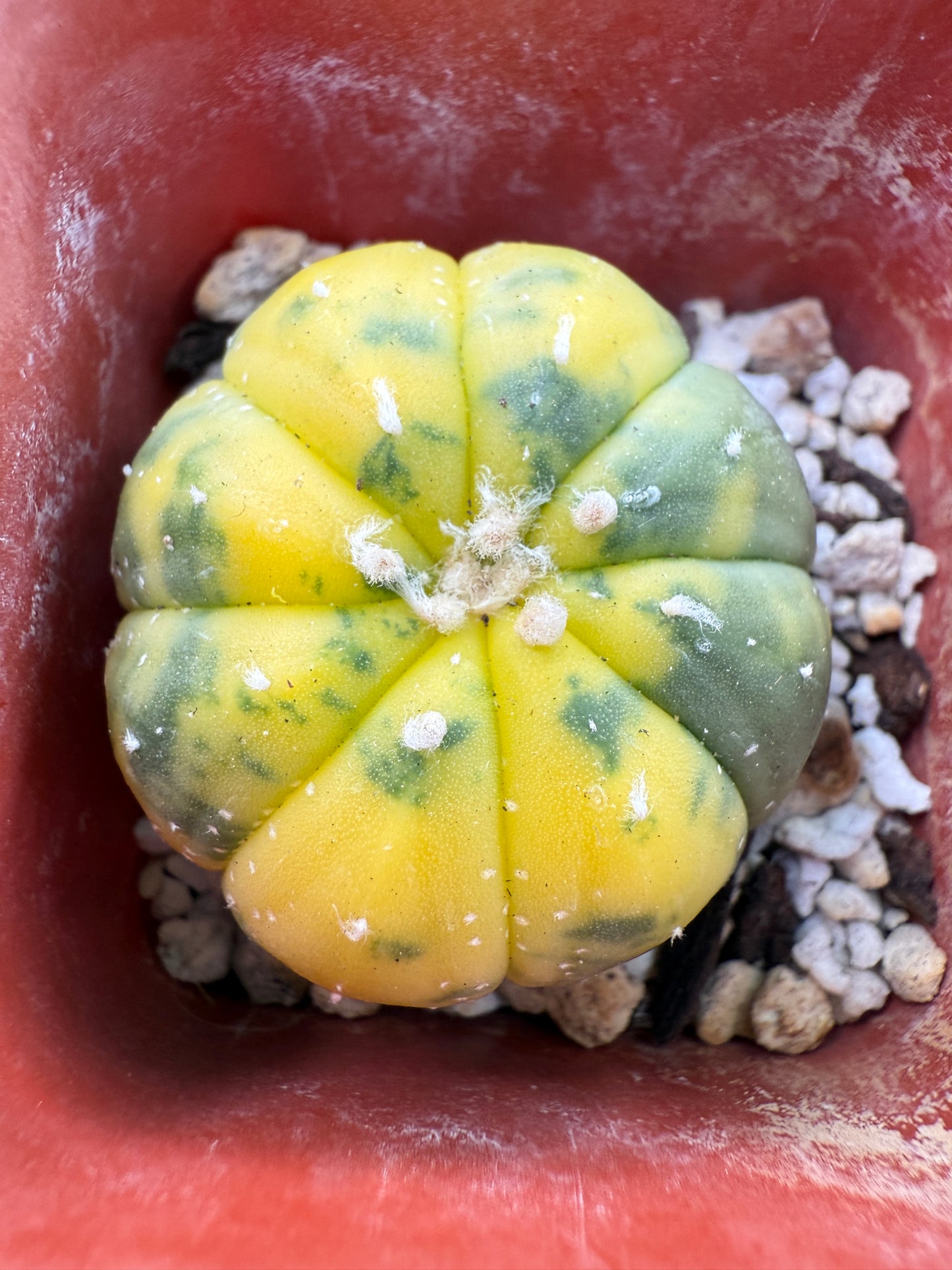 Astrophytum asterias variegated 361