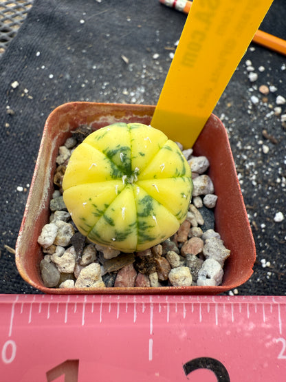 Astrophytum asterias variegated 251