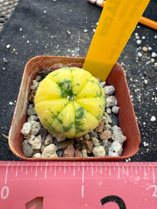 Astrophytum asterias variegated 251