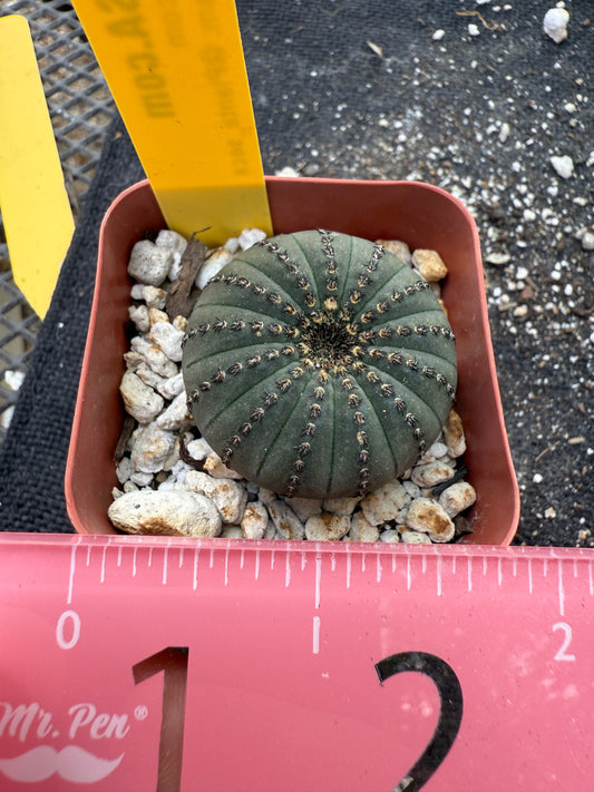 Frailea asteroides rare 184
