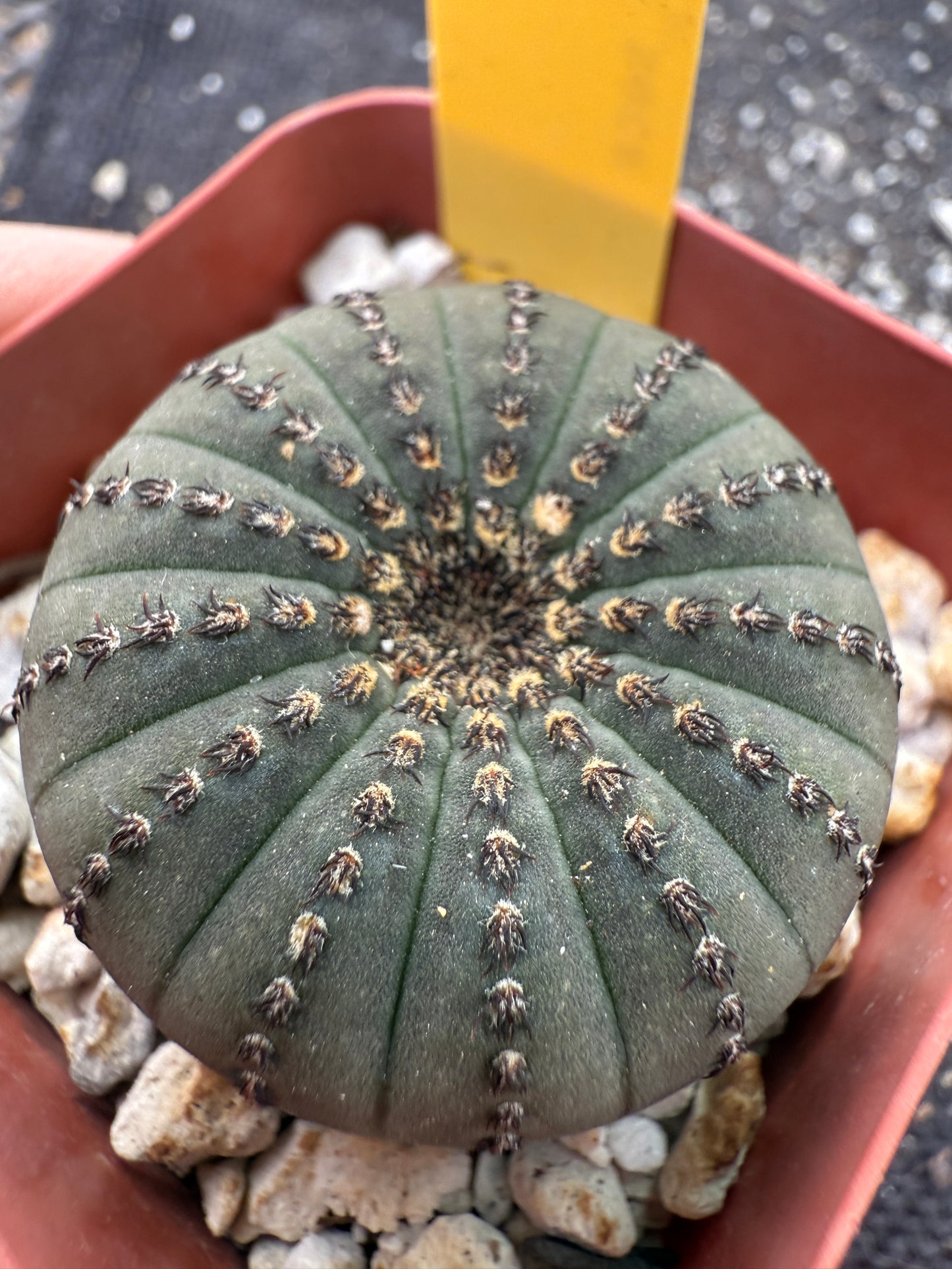 Frailea asteroides rare 184