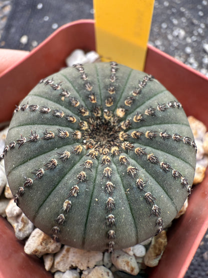 Frailea asteroides rare 184