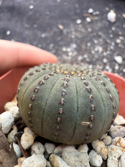Frailea asteroides rare 184