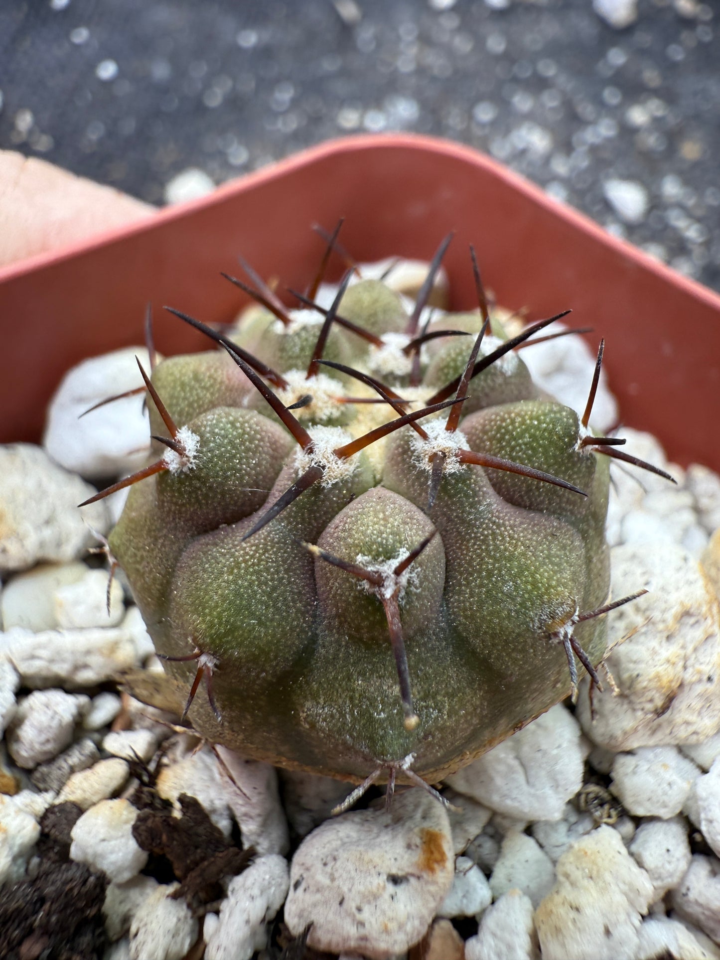 Copiapoa cinerea nice short spines 325