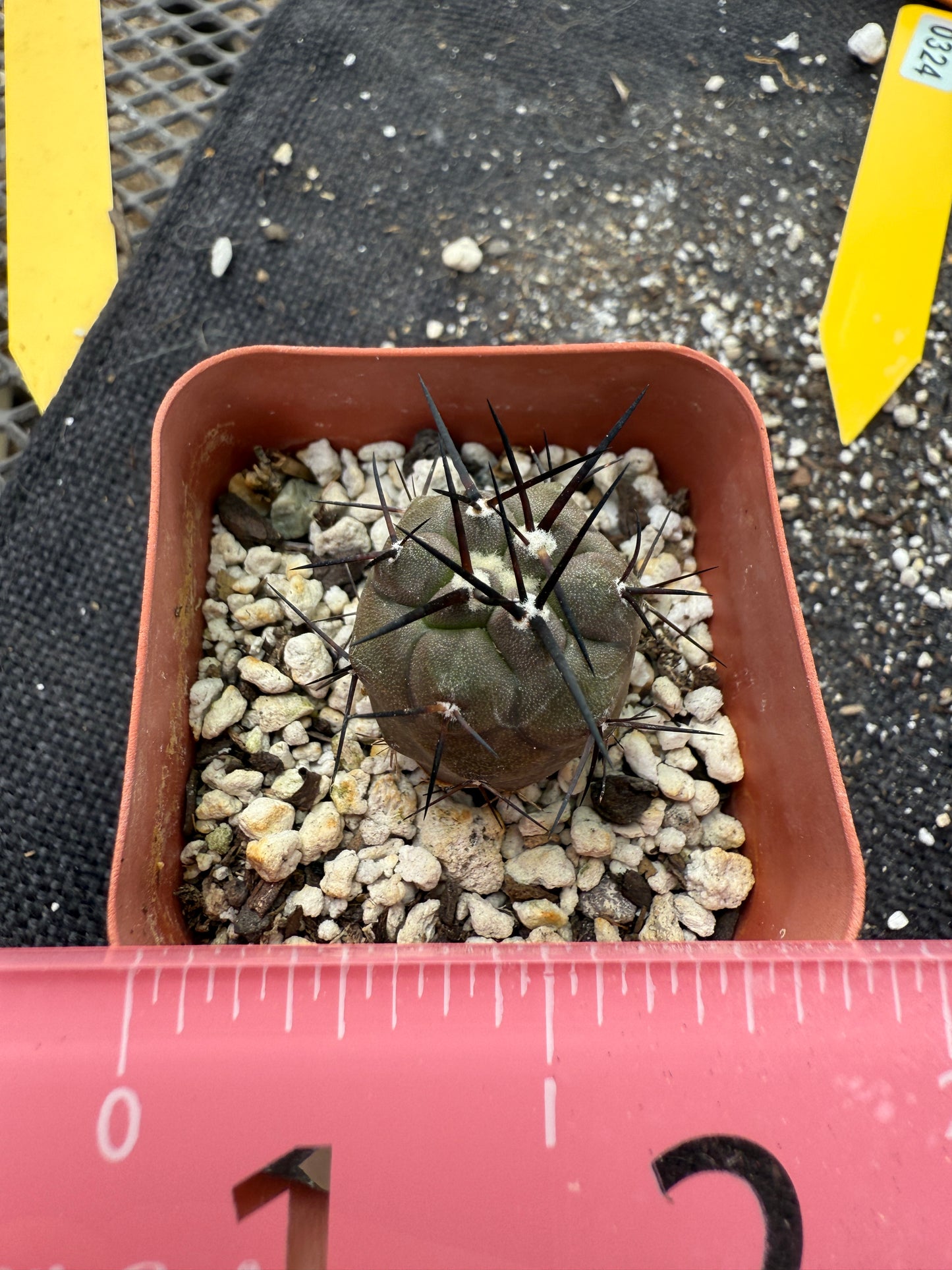 Copiapoa cinerea long spines 324