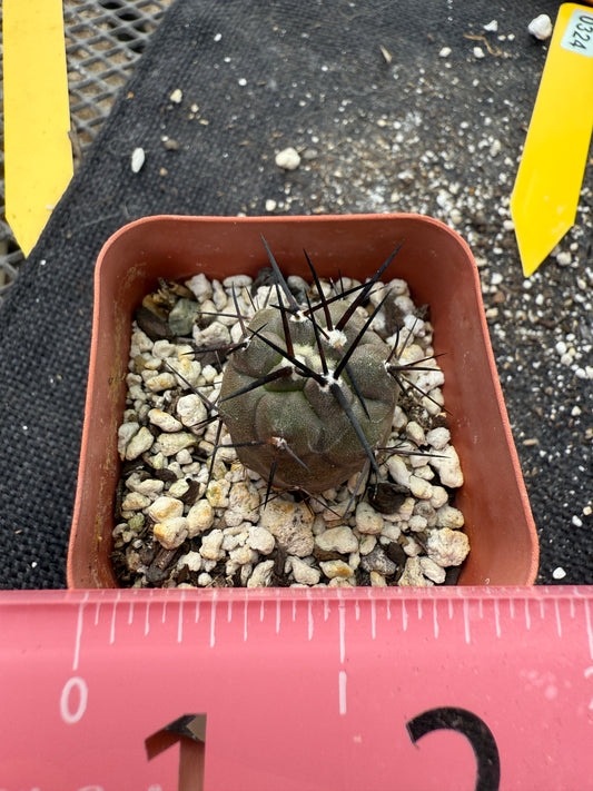 Copiapoa cinerea long spines 324