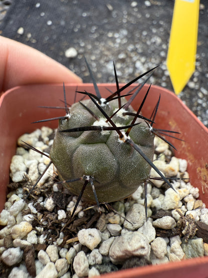 Copiapoa cinerea long spines 324